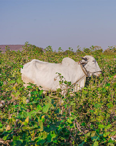 Packers and movers from Bangalore to Nagpur