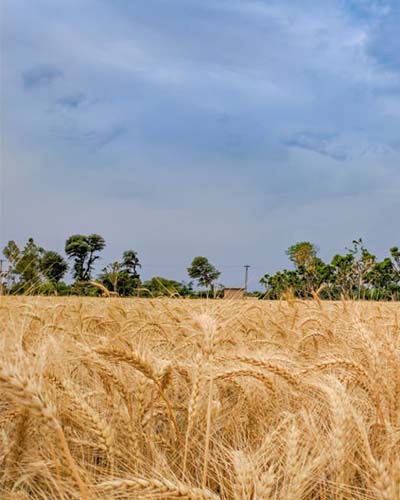 Packers and Movers from Bangalore to Punjab