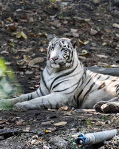 Packers and movers from Bangalore to Rajkot